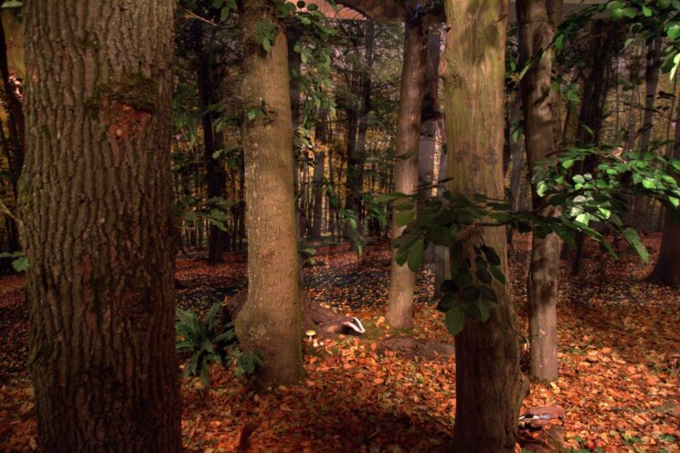 Der Wald kommt ins Museum