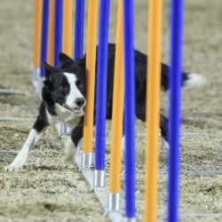 Agility-Wettbewerb auf der DogLive-Messe 2015 in Münster