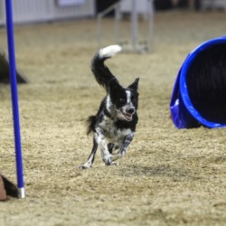 Agility-Wettbewerb auf der DogLive-Messe 2015 in Münster