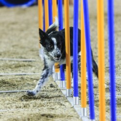 Agility-Wettbewerb auf der DogLive-Messe 2015 in Münster