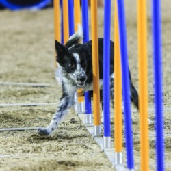 Agility-Wettbewerb auf der DogLive-Messe 2015 in Münster