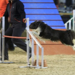 Agility-Wettbewerb auf der DogLive-Messe 2015 in Münster