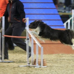 Agility-Wettbewerb auf der DogLive-Messe 2015 in Münster