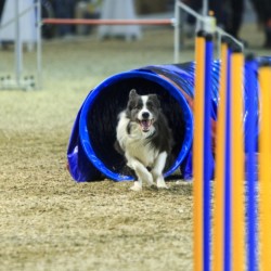 Agility-Wettbewerb auf der DogLive-Messe 2015 in Münster