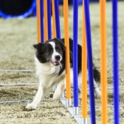 Agility-Wettbewerb auf der DogLive-Messe 2015 in Münster