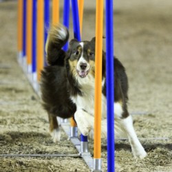 Agility-Wettbewerb auf der DogLive-Messe 2015 in Münster