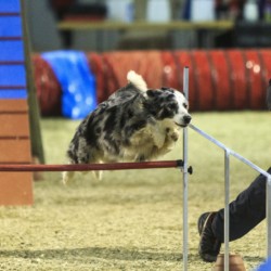 Agility-Wettbewerb auf der DogLive-Messe 2015 in Münster