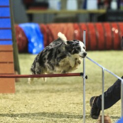 Agility-Wettbewerb auf der DogLive-Messe 2015 in Münster