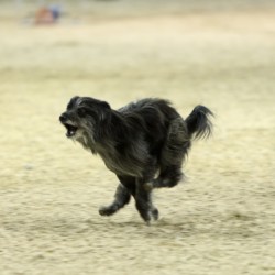 Agility-Wettbewerb auf der DogLive-Messe 2015 in Münster
