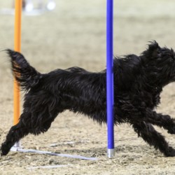 Agility-Wettbewerb auf der DogLive-Messe 2015 in Münster