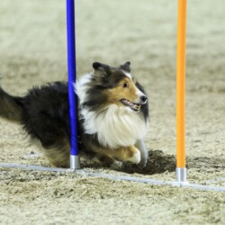 Agility-Wettbewerb auf der DogLive-Messe 2015 in Münster