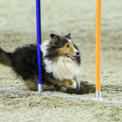 Agility-Wettbewerb auf der DogLive-Messe 2015 in Münster