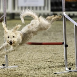 Agility-Wettbewerb auf der DogLive-Messe 2015 in Münster